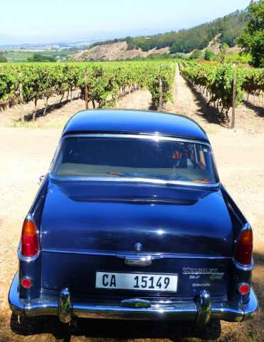 Ballade en voiture ancienne (ici une Wolseley) dans les vignobles de la région de Stellenbosch