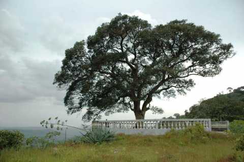 Un bel arbre à palabres près de Dalaba, Hôtel Sib Dalaba (Guinée)