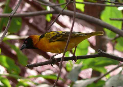 Un oiseau dans un hibiscus géant au restaurant d’Alaba Kubito, en Ethiopie