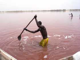 Afrique de l'Ouest Sénégal Lac Rose production de sel salines Gratter le sel au fond du lac, un travail de forçat qui développe une vraie musculation