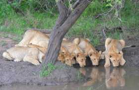 Afrique du sud safari photo réserve Phinda animaux lions Six lionceaux rangés pour boire dans la réserve de Phinda