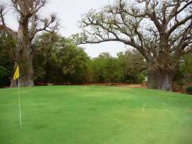 Sénégal Afrique golf Un green entre des baobabs, inattendu pour des golfeurs