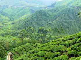 Asie Malaisie Cameron Highland plantation thé théier cueillette Des vagues de vert à perte de vue