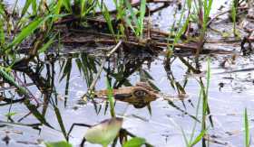 Guyane marais de Kaw nature sauvage Le regard intéressé d'un caiman à lunettes à l'affût, tout près de nous