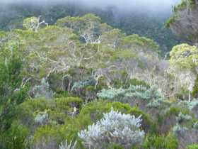 Océan Indien Réunion cirque de Mafate Une végétation féérique avec toutes les nuances de verts