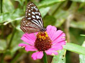 Vietnam delta Mékong fleuve eaux bateaux VenSông Lodge guesthouse fleurs papillons nature végétation Le delta du Mékong est peuplé de fleurs et de papillons 