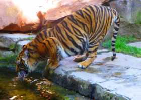 Biodiversité environnement COP 21 Tigre de Sumatra en Andalousie.