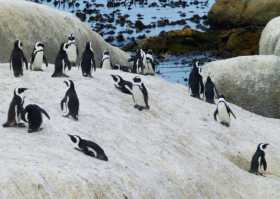 Le colonie de manchots se trémoussant sur le plage de Boulders beach près du Cap en Afrique du Sud 