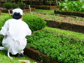 som tam, les plus grands chefs Thaïs vont cueillir eux-mêmes les produits frais de leur jardin pour préparer ce plat populaire qui peut être haut de gamme. Ici dans le jardin d'un grand chef à Koh Yao Noi cuisine recette Thaïlandaise som tam, les plus grands chefs Thaïs vont cueillir eux-mêmes les produits frais de leur jardin pour préparer ce plat populaire qui peut être haut de gamme