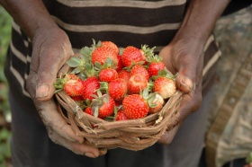 Les trésors du jardin de Mr Dialo (Guinée Conakry)