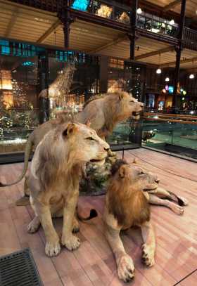Taxidermie douanes protection des animaux Vue des trois lions qui viennent de s'installer dans la Grande Galerie de l'Evolution au Museum national naturel d'histoire naturelle près d'Austerlitz © MNHN-Bernard Faye