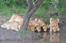 Afrique du sud safari photo réserve Phinda animaux lions Six lionceaux rangés pour boire dans la réserve de Phinda
