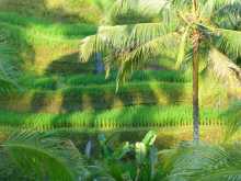 Indonésie Bali rizières riz terrasses L'ombre d'un palmier le soir sur la rizière de Tegallalang