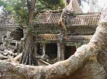 Asie du sud est Cambodge Angkor Khmer Siem Reap La nature reprend ses droits dans les ruines d'Angkor