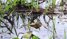 Guyane marais de Kaw nature sauvage Le regard intéressé d'un caiman à lunettes à l'affût, tout près de nous