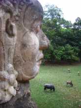 Asie du sud est Cambodge Angkor Khmer Siem Reap Les vrais animaux sont toujours là autour des temples et des palais