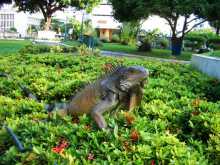 Non ce n'est pas une statue mais un énorme iguane qui se promène dans le parc public au centre de Guayaquil