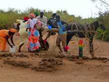 Sénégal Sahel boeufs vaches djakoré sable poussière carriole Une "sarret" (carriole) de transport collectif