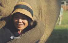 "La maman des éléphants" en Thaïlande présentée dans "Faut pas rêver" 