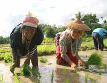 l'Anglaise Jackie repiquant du riz avec son amie Karen, Gae en Thaïlande