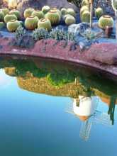 Jardin de cactus, Guatiza, île de Lanzarote, Canaries, Espagne. Le reflet du moulin à vent au fond de la mare du jardin