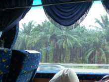 Malaisie Asie du sud est  Palmiers à huile Vue du bus, des heures de paysages uniformes avec une infinité d'arbres de même taille.