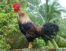 Un coq gaulois photographié en Guyane 