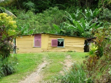 Des maisonnette enfouies dans la végétation (tribu Napoémien, Poindimié, Nouvelle Calédonie)