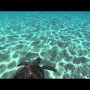 Embedded thumbnail for Une belle rencontre à la Martinique