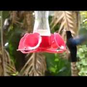 Embedded thumbnail for Ballet d&amp;#039;oiseaux-mouches en Martinique