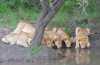 Afrique du sud safari photo réserve Phinda animaux lions Six lionceaux rangés pour boire dans la réserve de Phinda