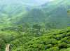 Asie Malaisie Cameron Highland plantation thé théier cueillette Des vagues de vert à perte de vue