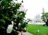 Thaïlande Chiang Rai Temple blanc White Temple Un hibiscus blanc a fleuri devant le temple blanc