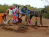 Sénégal Sahel boeufs vaches djakoré sable poussière carriole Une "sarret" (carriole) de transport collectif