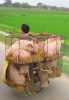 débrouillardise système D La jagaad dans le monde : comment transporter un troupeau de porcs sans camion (ici au Vietnam)