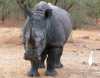Journée mondiale de l'environnement espèces sauvages biodiversité Un rhinocéros que j'ai croisé au Sénégal. Est-il encore vivant ?  