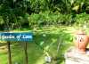 "Jardin d'amour" dans le jardin d'un hôtel de Koh Phi Phi en Thaïlande : chaque couple qui se marie ici est invité à planter un arbre 