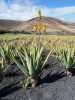 Canaries Espagne ïle Atlantique Une plantation d'aloe vera à Lanzarotte, sur le sable noir volcanique, avec une hampe florale en premier plan